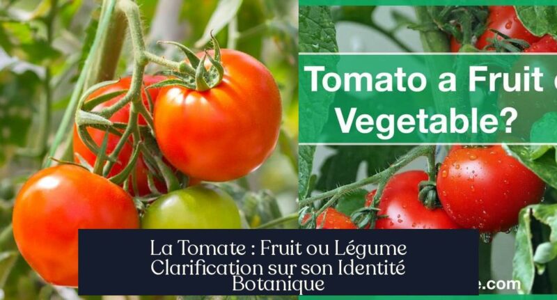La Tomate : Fruit ou Légume Clarification sur son Identité Botanique