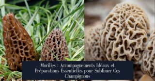 Morilles : Accompagnements Idéaux et Préparations Essentielles pour Sublimer Ces Champignons