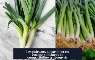 Les poireaux au jardin et en cuisine : alliances et compatibilités à découvrir