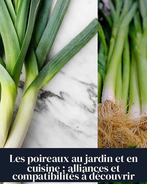 Les poireaux au jardin et en cuisine : alliances et compatibilités à découvrir
