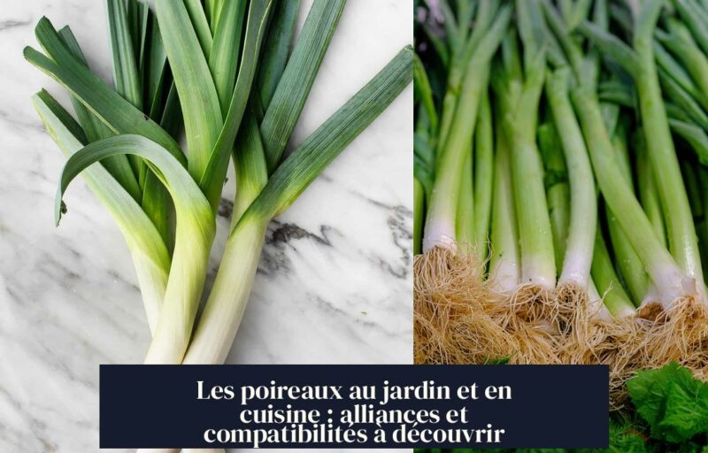 Les poireaux au jardin et en cuisine : alliances et compatibilités à découvrir
