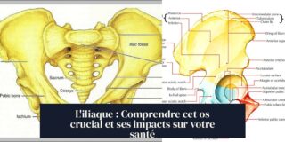 L'iliaque : Comprendre cet os crucial et ses impacts sur votre santé