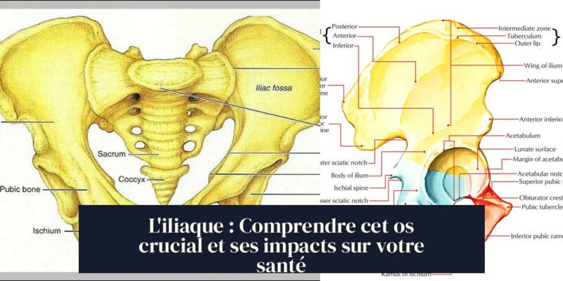 L'iliaque : Comprendre cet os crucial et ses impacts sur votre santé