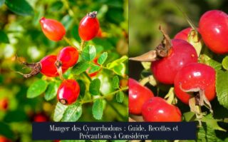 Manger des Cynorrhodons : Guide, Recettes et Précautions à Considérer