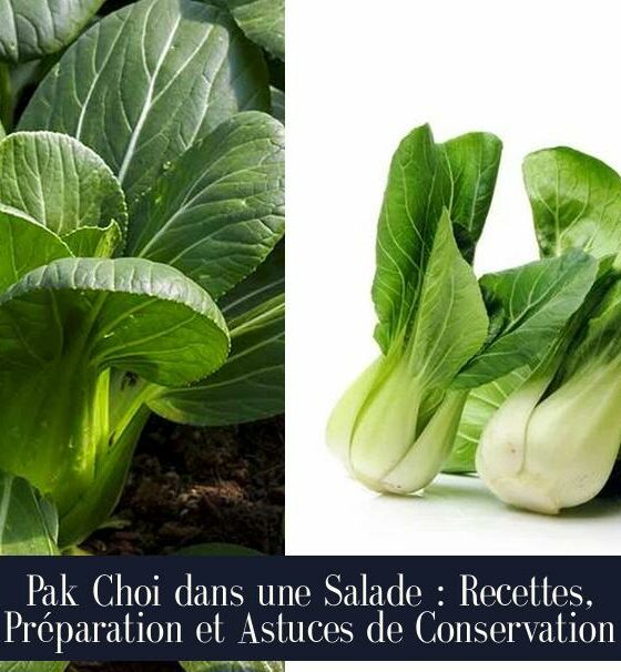 Pak Choi dans une Salade : Recettes, Préparation et Astuces de Conservation