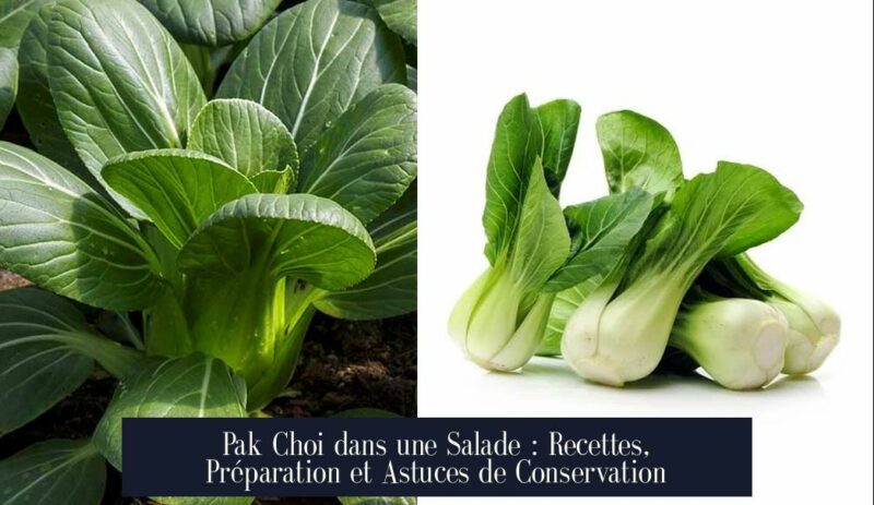 Pak Choi dans une Salade : Recettes, Préparation et Astuces de Conservation