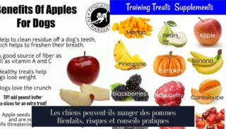 Les chiens peuvent-ils manger des pommes Bienfaits, risques et conseils pratiques