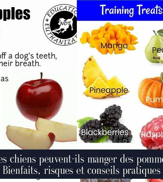 Les chiens peuvent-ils manger des pommes Bienfaits, risques et conseils pratiques