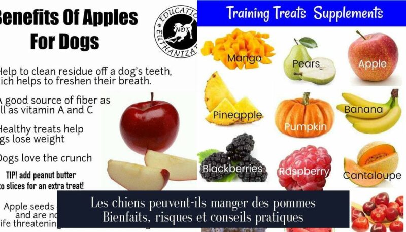Les chiens peuvent-ils manger des pommes Bienfaits, risques et conseils pratiques