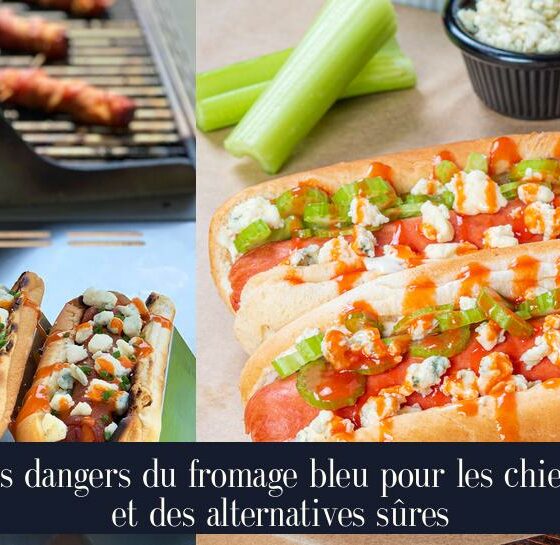 Les dangers du fromage bleu pour les chiens et des alternatives sûres