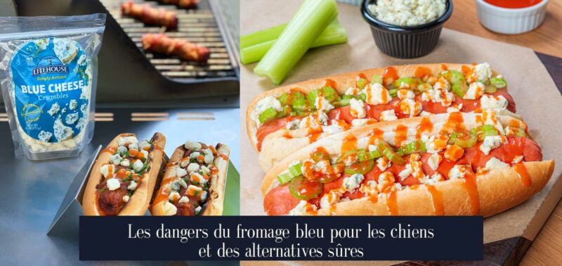 Les dangers du fromage bleu pour les chiens et des alternatives sûres