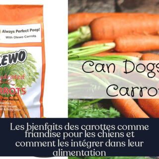 Les bienfaits des carottes comme friandise pour les chiens et comment les intégrer dans leur alimentation