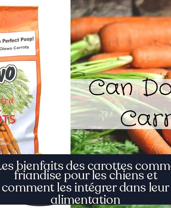 Les bienfaits des carottes comme friandise pour les chiens et comment les intégrer dans leur alimentation