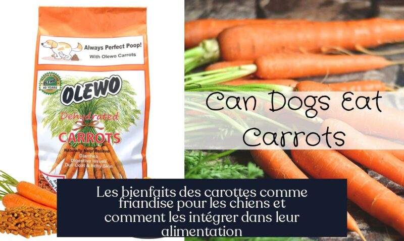 Les bienfaits des carottes comme friandise pour les chiens et comment les intégrer dans leur alimentation