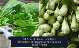 Pak Choï et Chiens : Avantages, Précautions et Préparation Sûre pour un Festin Végétal