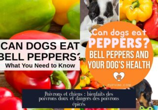 Poivrons et chiens : bienfaits des poivrons doux et dangers des poivrons épicés