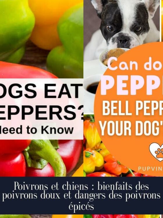 Poivrons et chiens : bienfaits des poivrons doux et dangers des poivrons épicés