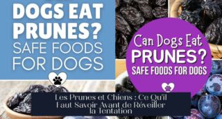 Les Prunes et Chiens : Ce Qu'il Faut Savoir Avant de Réveiller la Tentation