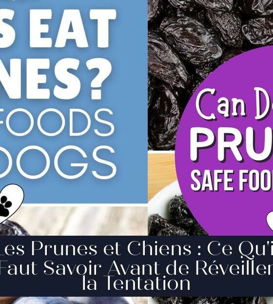 Les Prunes et Chiens : Ce Qu'il Faut Savoir Avant de Réveiller la Tentation