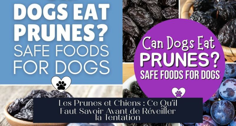 Les Prunes et Chiens : Ce Qu'il Faut Savoir Avant de Réveiller la Tentation