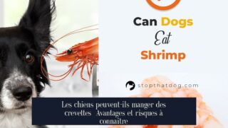 Les chiens peuvent-ils manger des crevettes Avantages et risques à connaître