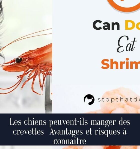 Les chiens peuvent-ils manger des crevettes Avantages et risques à connaître