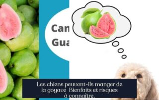 Les chiens peuvent-ils manger de la goyave Bienfaits et risques à connaître.