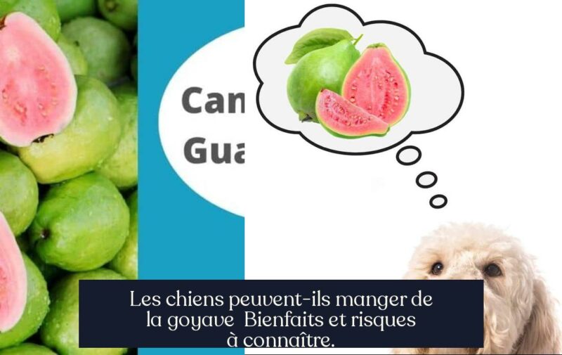 Les chiens peuvent-ils manger de la goyave Bienfaits et risques à connaître.