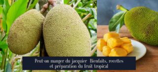 Peut-on manger du jacquier Bienfaits, recettes et préparation du fruit tropical