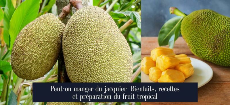 Peut-on manger du jacquier Bienfaits, recettes et préparation du fruit tropical