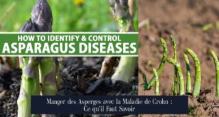 Manger des Asperges avec la Maladie de Crohn : Ce qu'il Faut Savoir