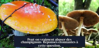 Peut-on vraiment abuser des champignons Réponses étonnantes à cette question.