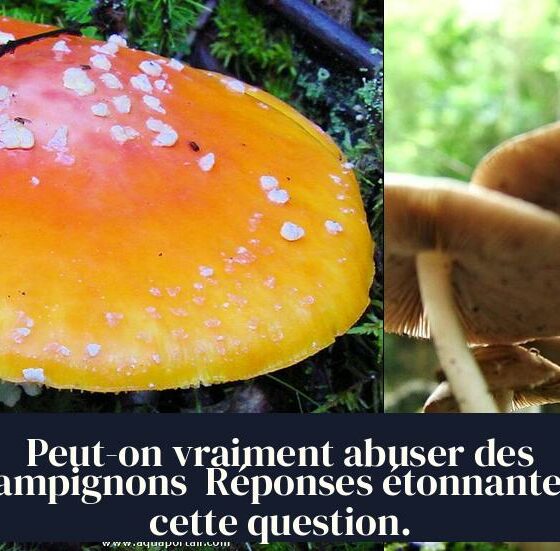 Peut-on vraiment abuser des champignons Réponses étonnantes à cette question.