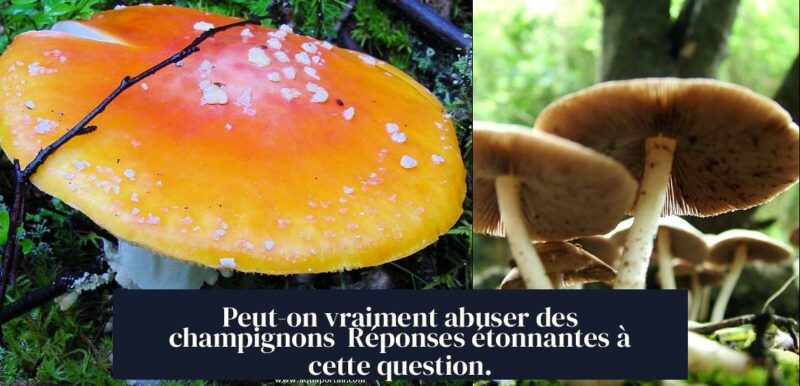 Peut-on vraiment abuser des champignons Réponses étonnantes à cette question.