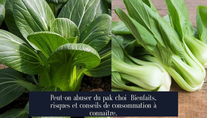 Peut-on abuser du pak choi Bienfaits, risques et conseils de consommation à connaître.