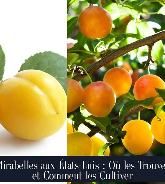 Mirabelles aux États-Unis : Où les Trouver et Comment les Cultiver