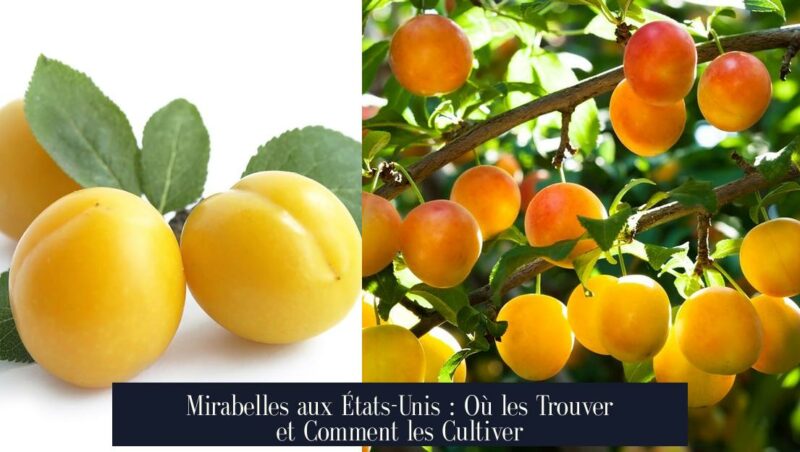 Mirabelles aux États-Unis : Où les Trouver et Comment les Cultiver