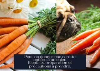 Peut-on donner une carotte entière à un chien Bienfaits, préparation et précautions à prendre.