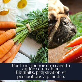 Peut-on donner une carotte entière à un chien Bienfaits, préparation et précautions à prendre.