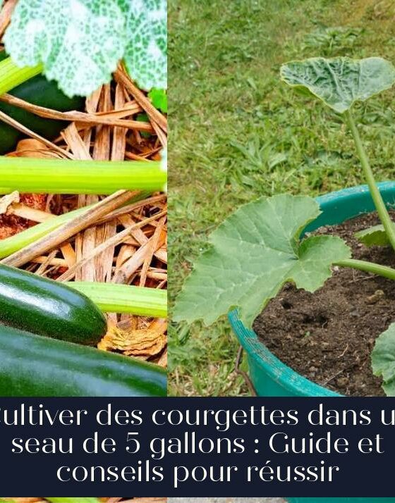 Cultiver des courgettes dans un seau de 5 gallons : Guide et conseils pour réussir