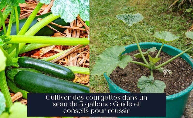 Cultiver des courgettes dans un seau de 5 gallons : Guide et conseils pour réussir