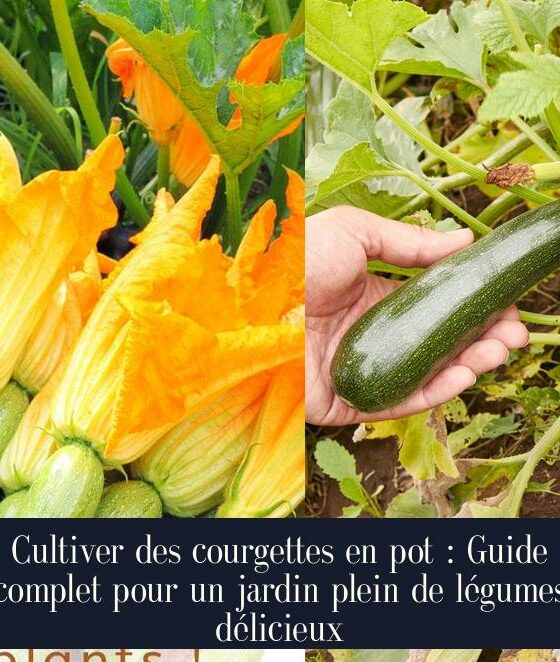 Cultiver des courgettes en pot : Guide complet pour un jardin plein de légumes délicieux