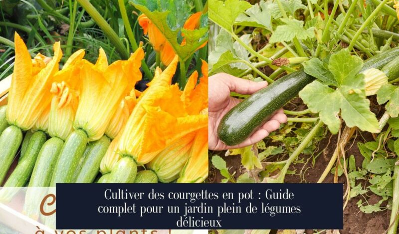 Cultiver des courgettes en pot : Guide complet pour un jardin plein de légumes délicieux