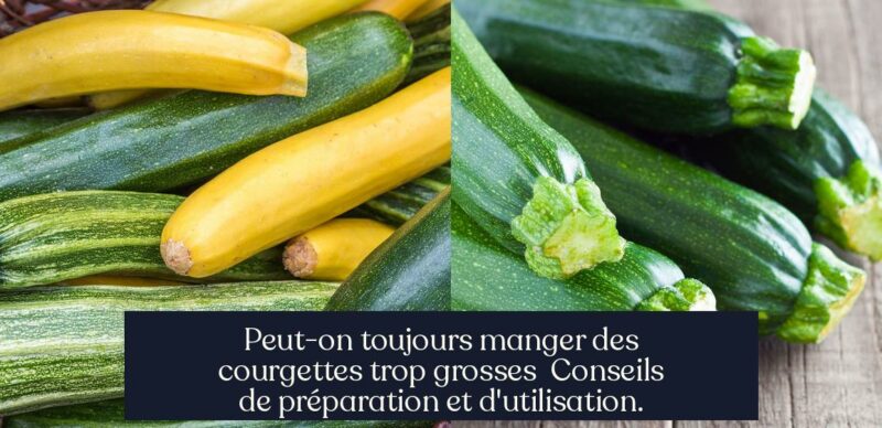 Peut-on toujours manger des courgettes trop grosses Conseils de préparation et d'utilisation.