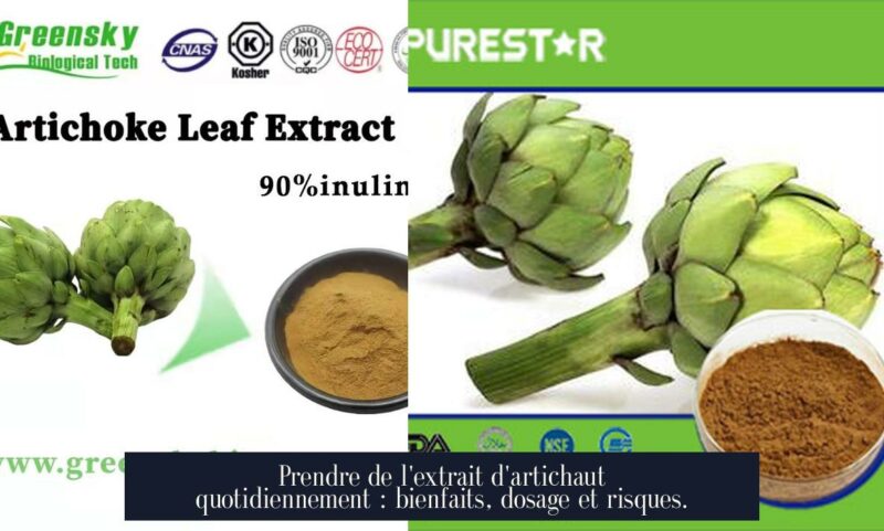 Prendre de l'extrait d'artichaut quotidiennement : bienfaits, dosage et risques.