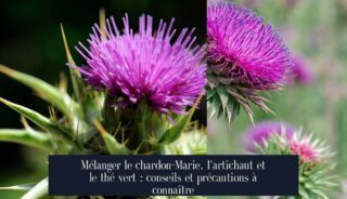 Mélanger le chardon-Marie, l'artichaut et le thé vert : conseils et précautions à connaître