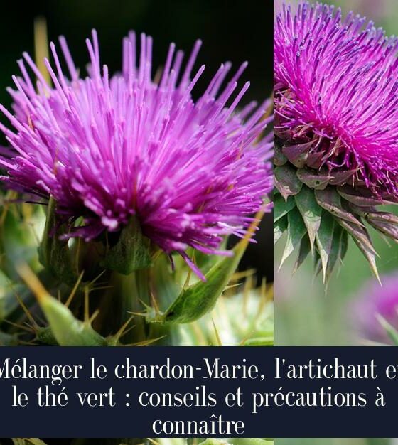 Mélanger le chardon-Marie, l'artichaut et le thé vert : conseils et précautions à connaître