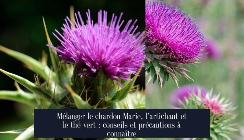 Mélanger le chardon-Marie, l'artichaut et le thé vert : conseils et précautions à connaître