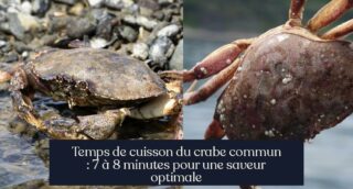 Temps de cuisson du crabe commun : 7 à 8 minutes pour une saveur optimale