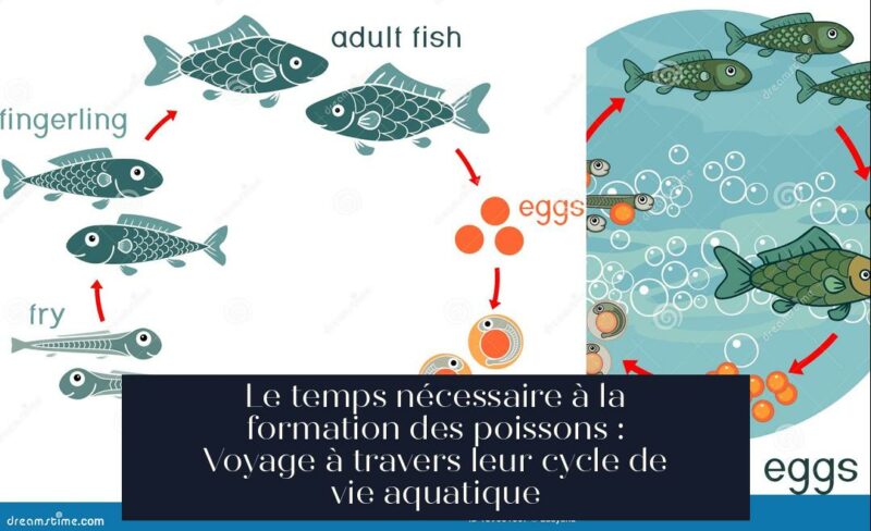 Le temps nécessaire à la formation des poissons : Voyage à travers leur cycle de vie aquatique
